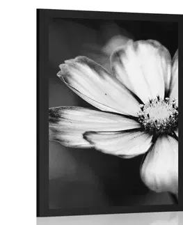 Černobílé Plakát zahradní květ krasulky v černobílém provedení