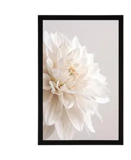 Květiny Plakát bílé okvětní lístky
