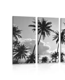 Černobílé obrazy 5-dílný obraz kokosové palmy na pláži v černobílém provedení