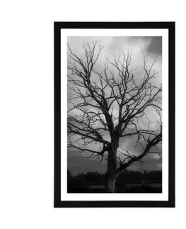 Černobílé Plakát s paspartou černobílý strom na louce