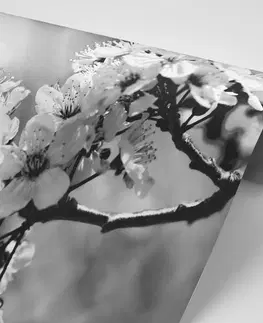 Samolepící tapety Samolepící fototapeta černobílý třešňový květ