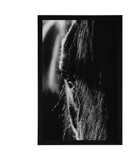 Černobílé Plakát majestátní kůň v černobílém provedení