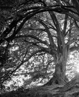 Černobílé obrazy Obraz černobílé majestátní stromy