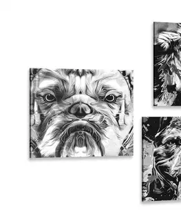 Sestavy obrazů Set obrazů zvířata v černobílém provedení pop art stylu