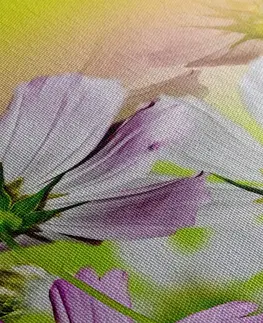 Obrazy květů Obraz letní květiny
