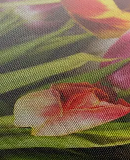 Obrazy květů Obraz kytice barevných tulipánů