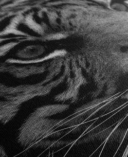 Černobílé obrazy Obraz bengálský tygr v černobílém provedení
