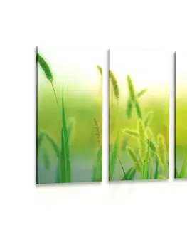 Obrazy přírody a krajiny 5-dílný obraz stébla trávy v zeleném provedení