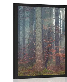 Příroda Plakát tajemství lesa
