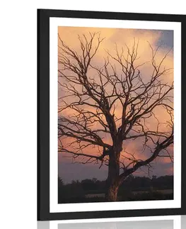 Příroda Plakát s paspartou nádherný strom na louce