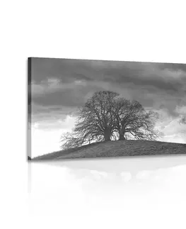 Černobílé obrazy Obraz černobílé osamělé stromy