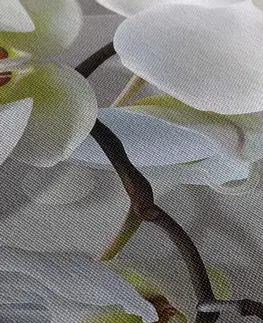 Obrazy květů Obraz orchidej na abstraktním pozadí