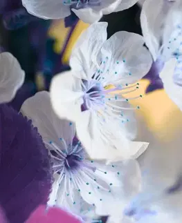 Obrazy květů Obraz rozkvetlá větvička třešně