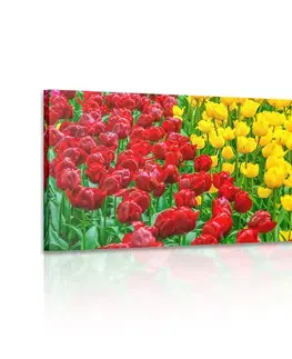 Obrazy květů Obraz zahrada plná tulipánů