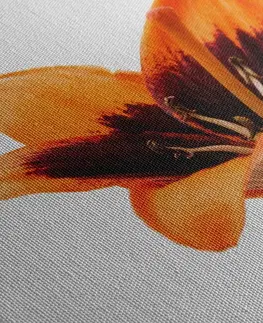 Obrazy květů Obraz oranžová lilie