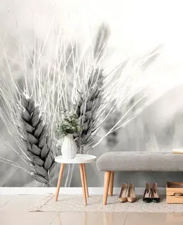 Černobílé tapety Fototapeta pšeničné pole v černobílém provedení