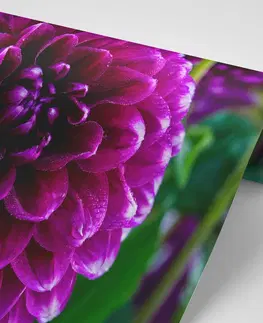 Samolepící tapety Samolepící fototapeta nádherný fialový květ
