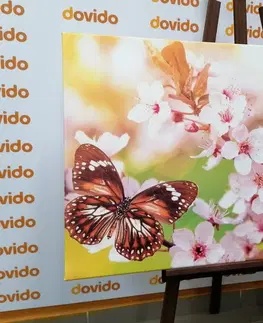 Obrazy zvířat Obraz jarní květiny s exotickými motýly