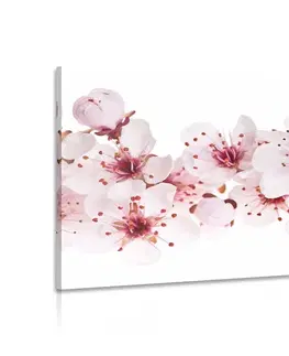 Obrazy květů Obraz třešňové květy