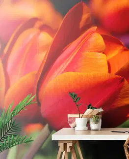 Tapety květiny Fototapeta nádherné tulipány na louce
