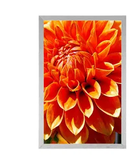Květiny Plakát oranžová dália