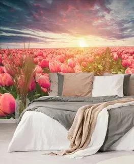 Tapety květiny Tapeta východ slunce nad loukou s tulipány