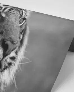 Samolepící tapety Samolepící fototapeta bengálský černobílý tygr