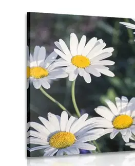 Obrazy květů Obraz sedmikrásky na zahradě