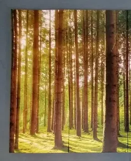 Obrazy přírody a krajiny 5-dílný obraz sluneční ráno v lese