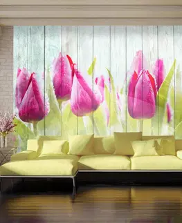 Tapety květiny Fototapeta Tulipány na bílém dřevě - tulipány on white wood