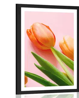 Květiny Plakát s paspartou elegantní tulipán