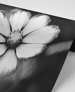 Samolepící tapety Samolepící fototapeta zahradní černobílý květ krasulky