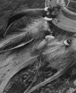 Černobílé obrazy Obraz lapač snů v černobílém provedení