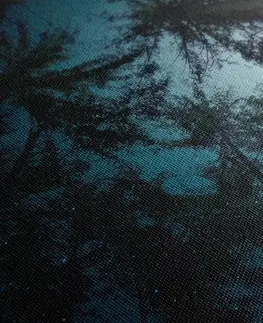 Obrazy stromy a listy Obraz les pod noční oblohou