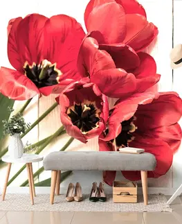 Tapety květiny Fototapeta rozkvetlé červené tulipány