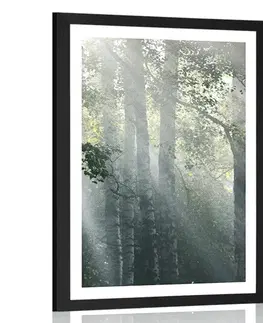 Příroda Plakát s paspartou sluneční paprsky v mlhavém lese