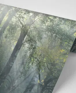 Tapety příroda Fototapeta sluneční paprsky v mlhavém lese