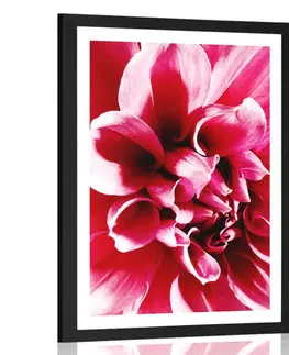 Květiny Plakát s paspartou růžový květ