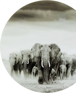 Fotoobrazy KARE Design Skleněný obraz Elephant Walk Ø120cm
