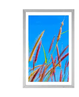 Příroda Plakát s paspartou divoká tráva pod modrou oblohou