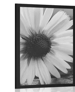 Černobílé Plakát nádherná sedmikráska v černobílém provedení