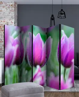 Paravány Paraván Purple spring tulips Dekorhome 135x172 cm (3-dílný)