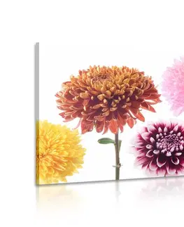 Obrazy květů Obraz květiny jiřiny v rozmanitém designu