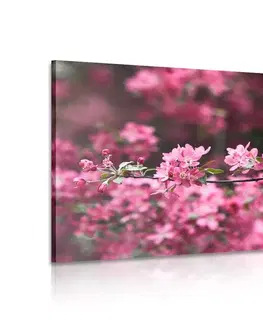Obrazy květů Obraz detailní květiny třešně
