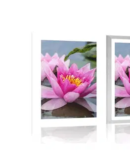 Květiny Plakát s paspartou růžový lotosový květ