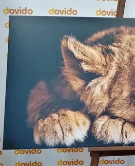 Obrazy zvířat Obraz mládě lva