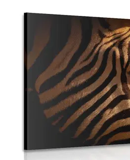 Obrazy zvířat Obraz portrét zebry