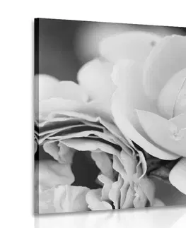 Černobílé obrazy Obraz plný růží v černobílém provedení