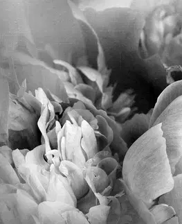 Černobílé tapety Tapeta černobílé lupínky květu