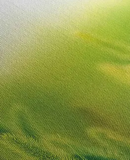 Obrazy přírody a krajiny Obraz stébla trávy v zeleném provedení